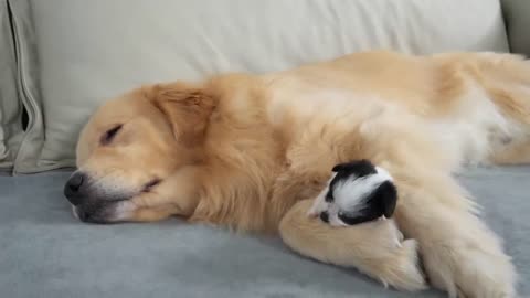 Golden Retriever Attacked by Cute Puppy!