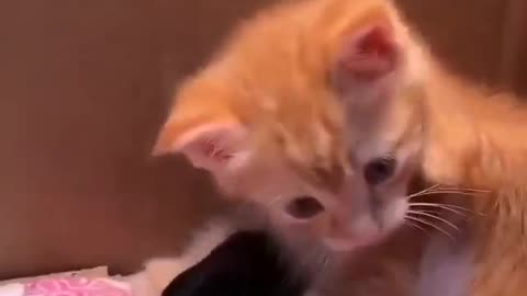 Just Trust, Care, and Love