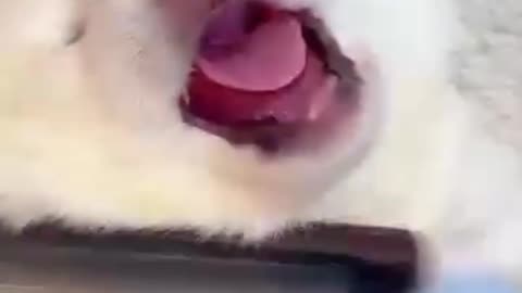 Dog's cry 😂😂