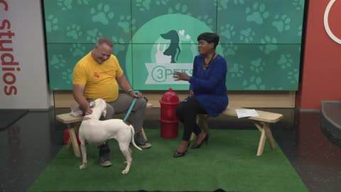 Ready Pet GO! Humane Society of Summit County visits 3News with Valentina