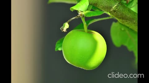 🎵 Apple Tree #meditation #awakening