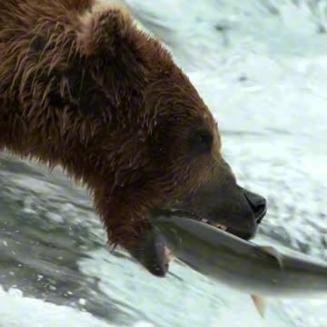 Bear-y Patient 🐻💦 | Sounds of Nature