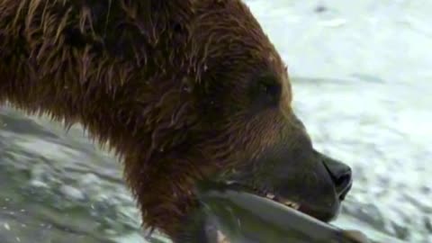 Bear-y Patient 🐻💦 | Sounds of Nature