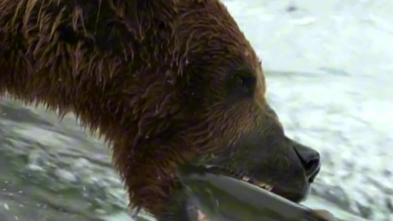 Bear-y Patient 🐻💦 | Sounds of Nature