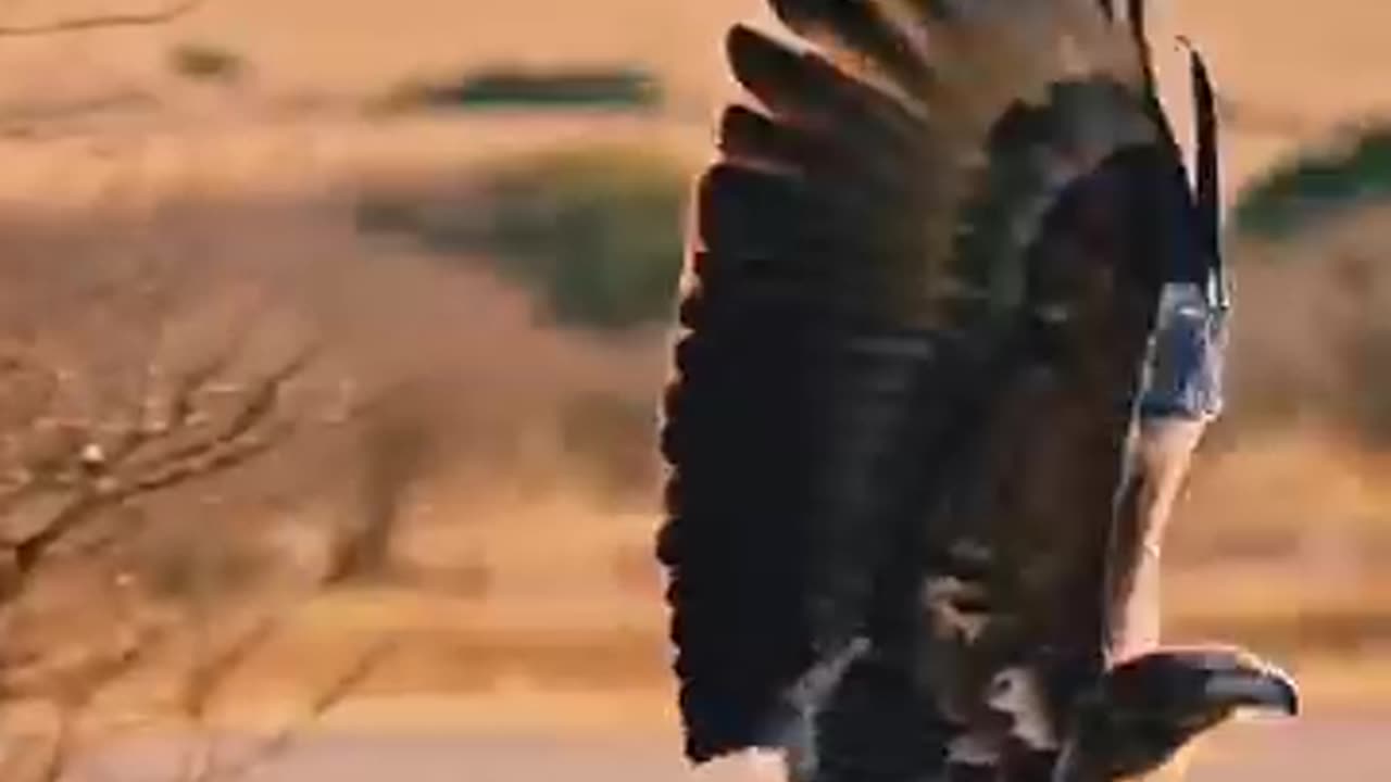 Eagle'sattack