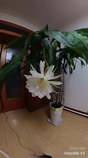 Queen of night blooms just once a year at night and only for a few hours..!!