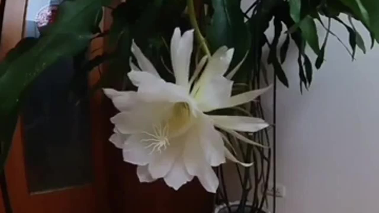 Queen of night blooms just once a year at night and only for a few hours..!!