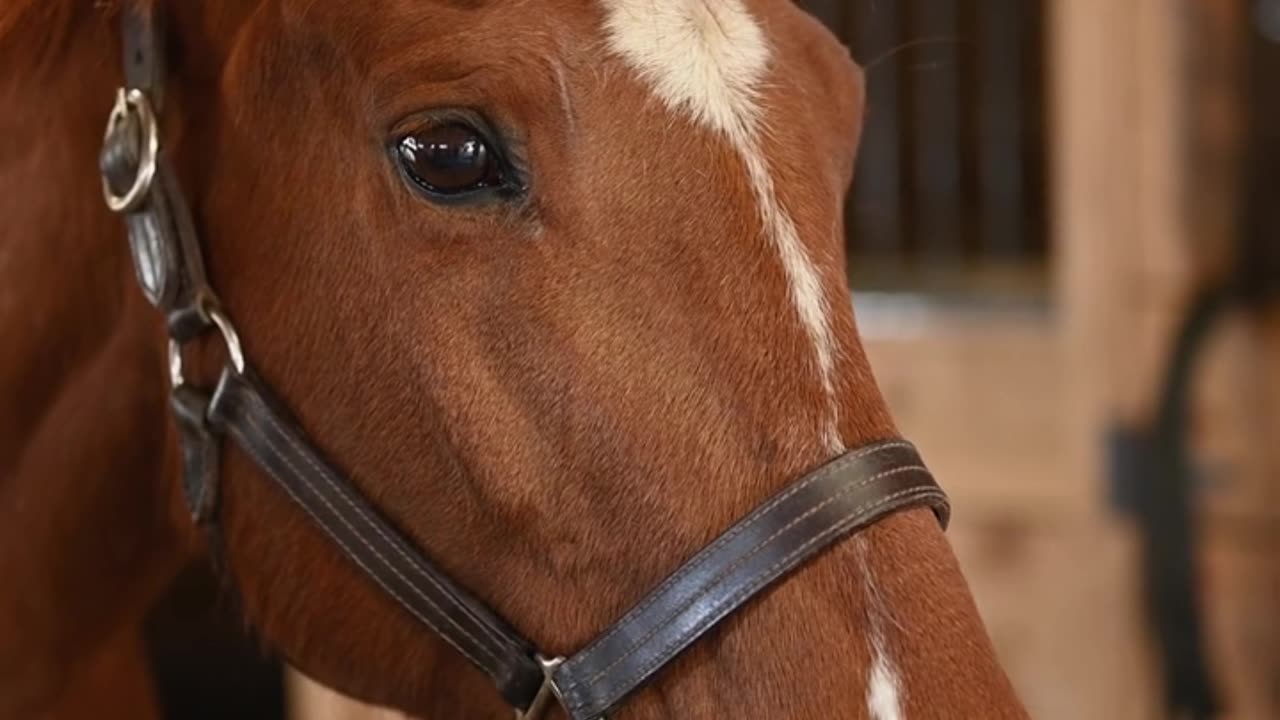 🐎 Horses Have a Secret Trick to Sleep Without Falling! 💤