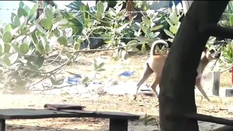 Cute Lion King 👑 Vs Cute Dog's 👑 Funny video So funny videos 🤣