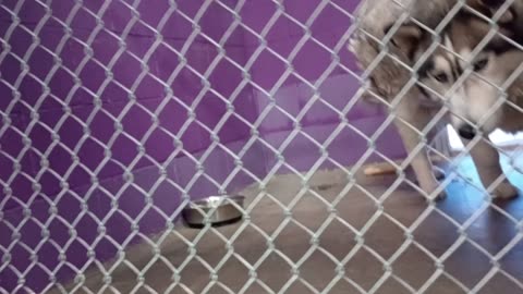 Hiro 7y Pet Id 943938 kennel 18 HSSAZ shelter_20250523_143755260