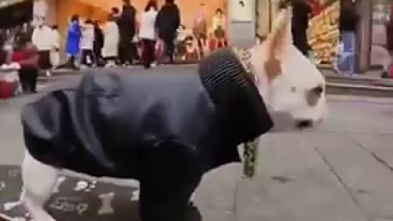 A Skateboarding BullDog.