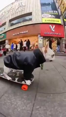 A Skateboarding BullDog.