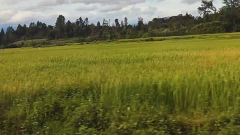 Journey to Grandpa’s House - Through the Rice Fields | Part 1