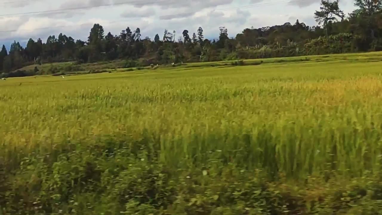 Journey to Grandpa’s House - Through the Rice Fields | Part 1