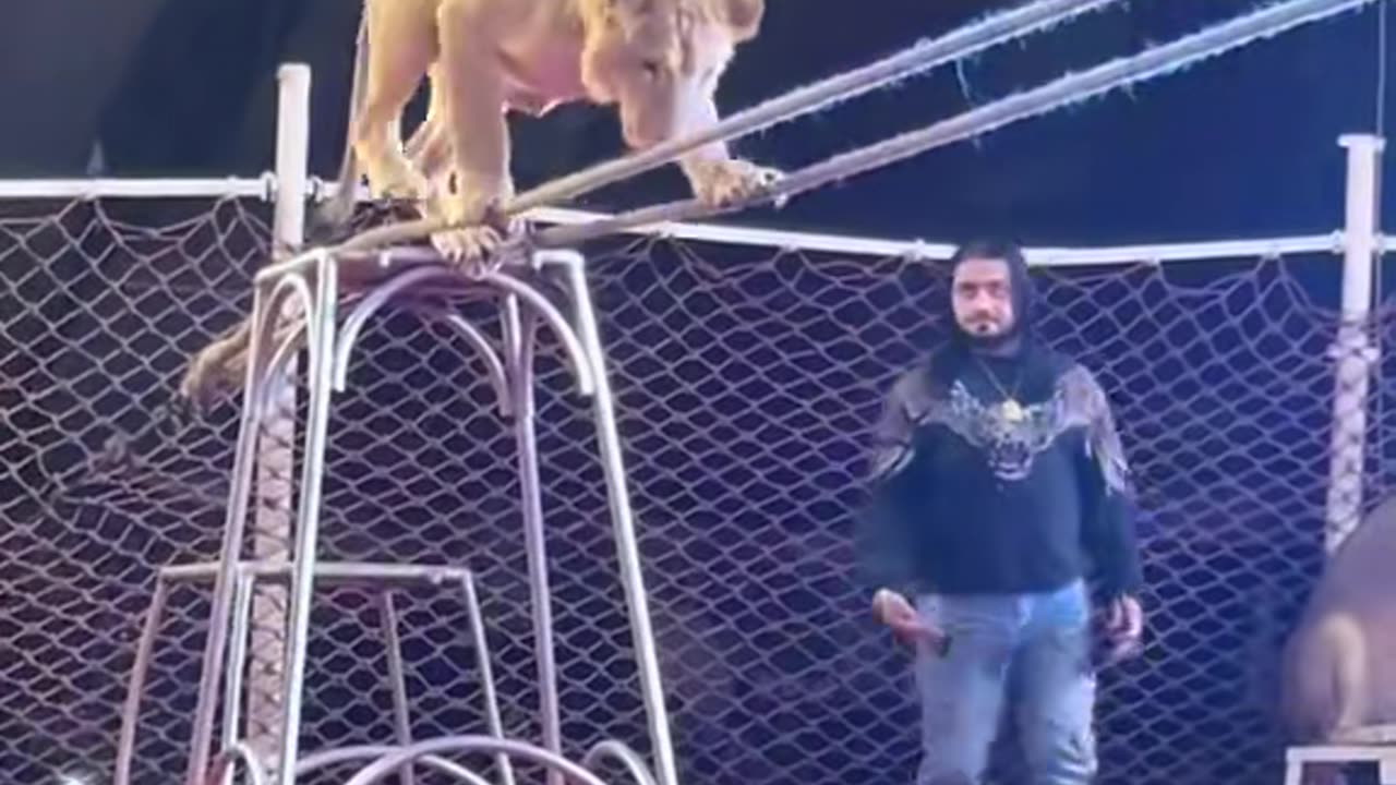 Circus performance