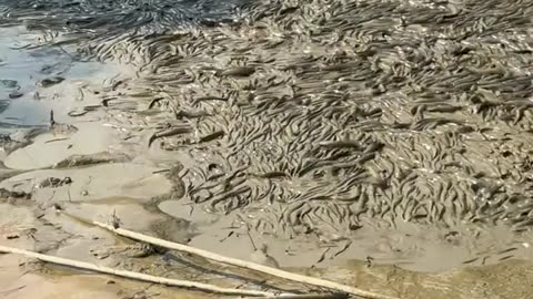 "A Pond with More Fish Than Water! 🐟💦"