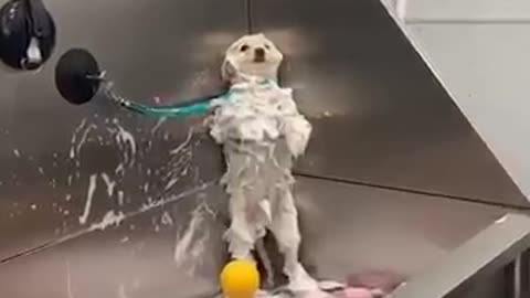 Funniest Cats Alive