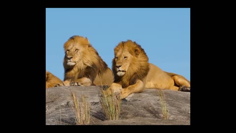 The Big Cats: A Comparative Study