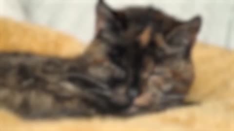 Flossie, the World's oldest living cat, is now 29 years old