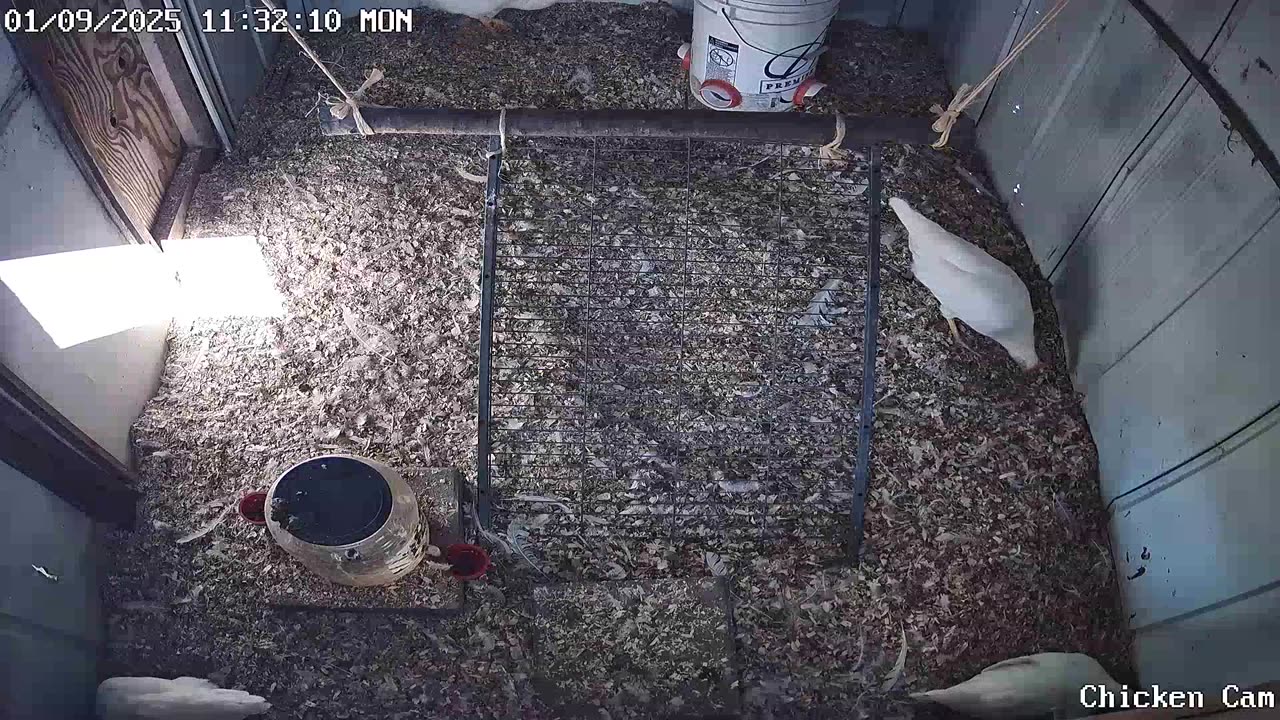 Millar Time Chicken Cam