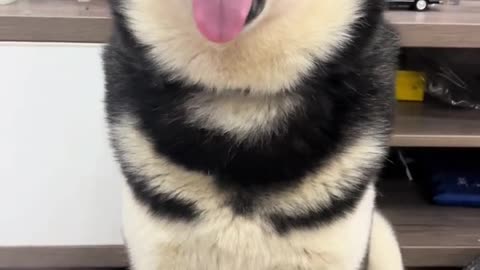 Dogs are for fun, haha