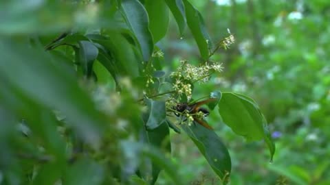 60 Days to Transform Barren Land into a Thriving Farm Paradise