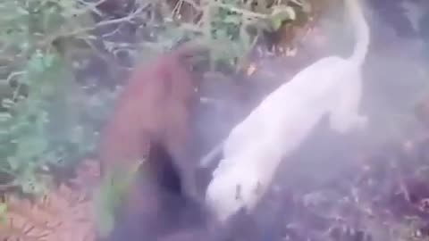 Boar getting thrashed around by dogo