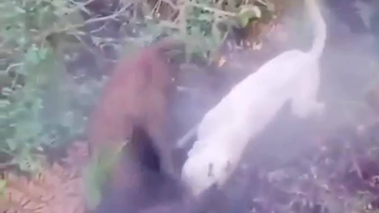Boar getting thrashed around by dogo