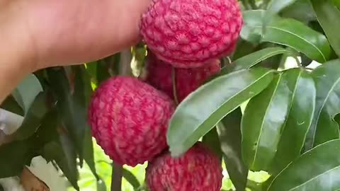 Dragon Fruit Harvest at Sunset – Beautiful & Delicious! 🌅🐉