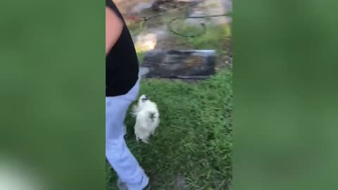 ANGRY CHICKEN PART 2