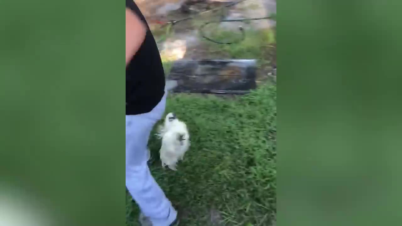 ANGRY CHICKEN PART 2