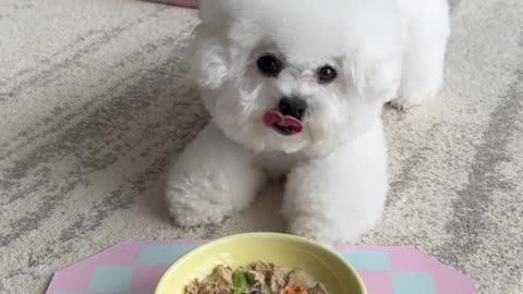 Monday meal ☺️#dog