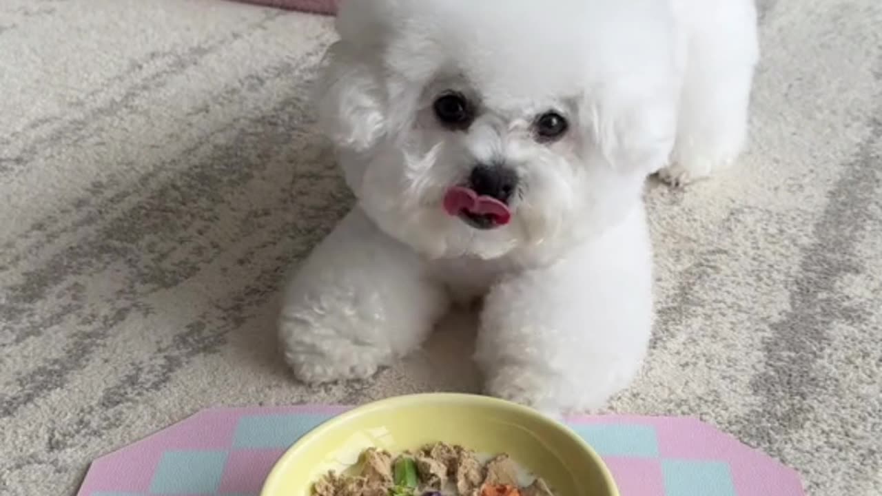 Monday meal ☺️#dog