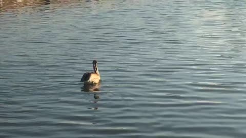 Brown Pelican