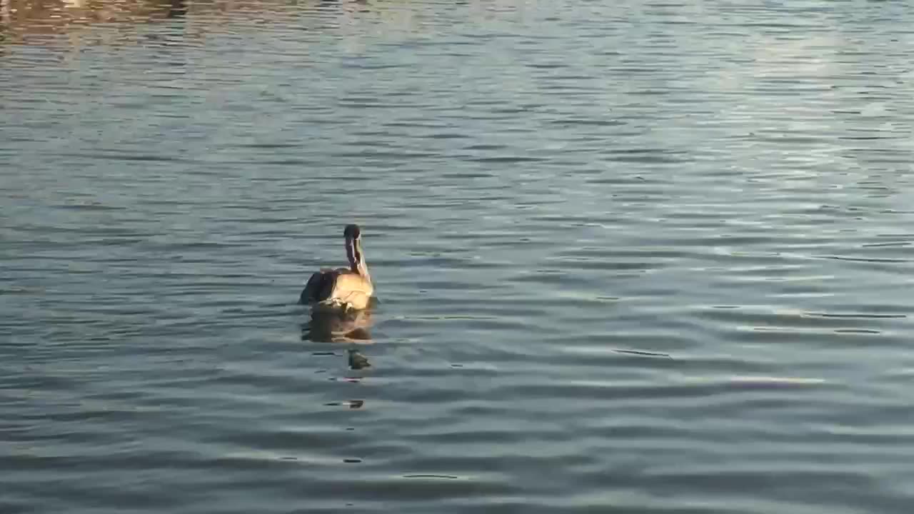 Brown Pelican