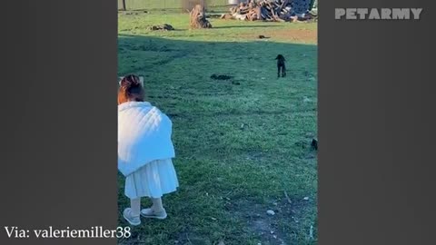 Adorable Babies Meeting Animals for the First Time 🥰🐶🐱