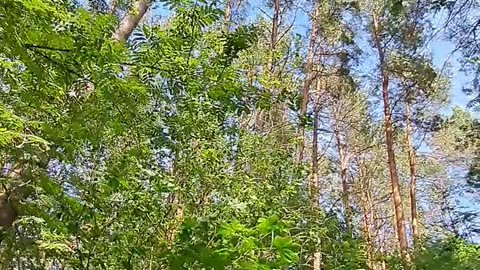 Walking Home: Relaxing Through a Sacred Forest