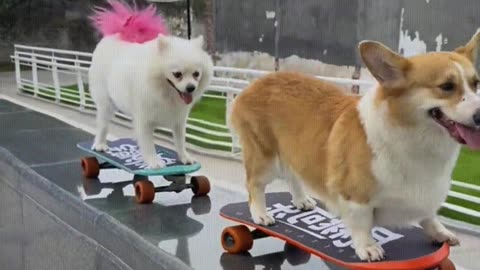 Two little dogs playing skateboard