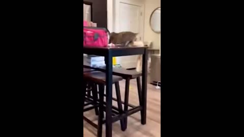 Funny cats/dogs clip part 2