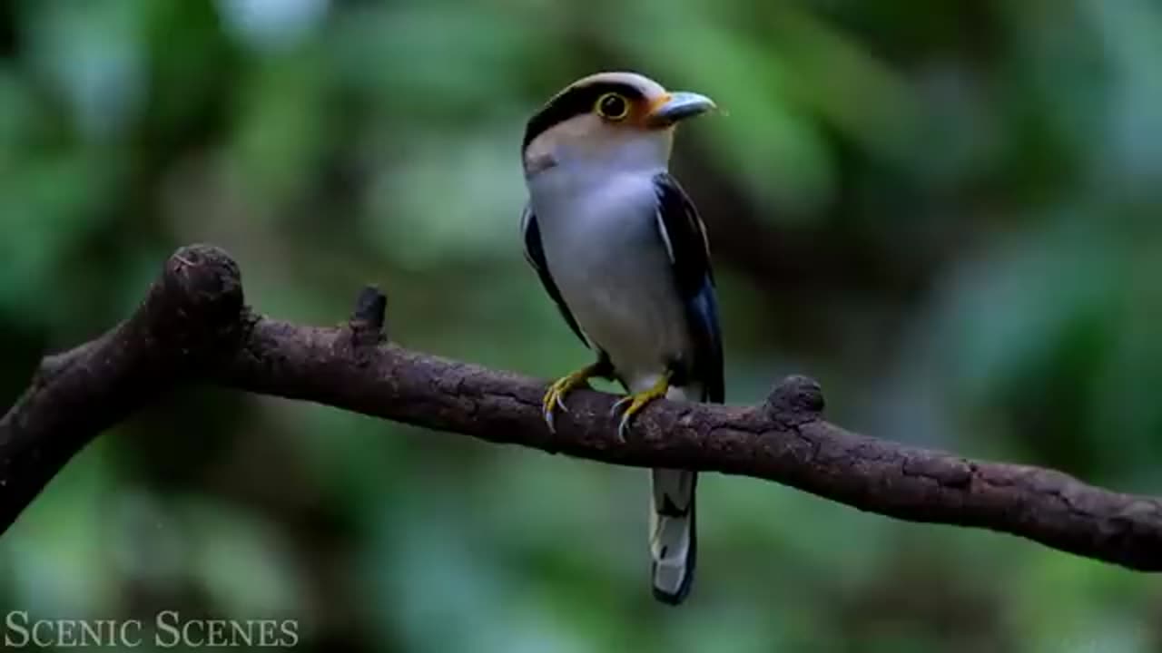 Tropical Birds with Names and Sounds in 4K - Scenic Relaxation Film