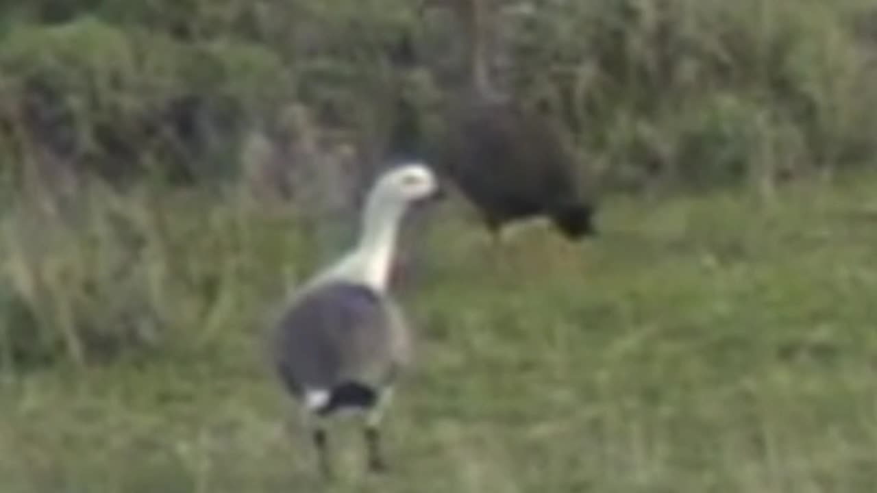cauquén
