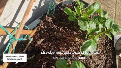 First week of May UK garden grow update 🌱🌞