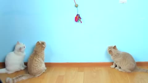 Cat For Fun