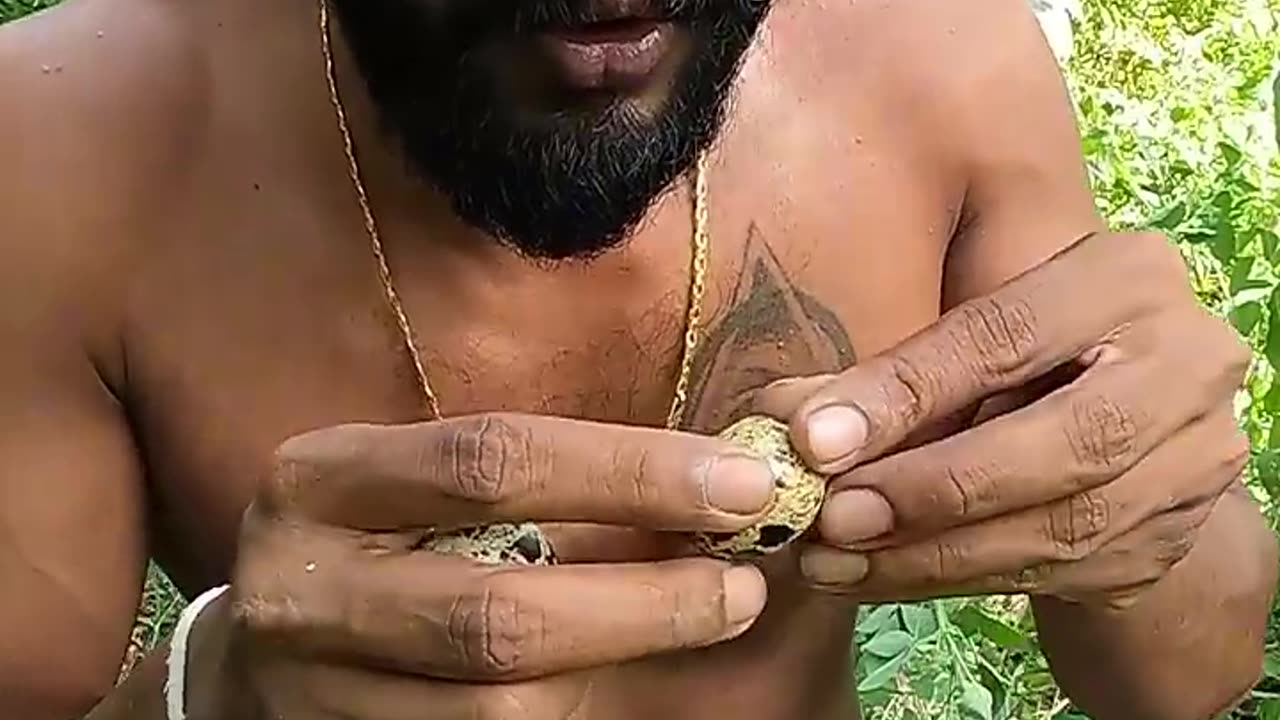 Quail Eggz