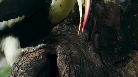 "Amazing Love Moments of Hornbills in the Heart of the Jungle!"