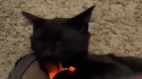 😂🐱 The Funniest Cat Interpretation Ever! | FunFM