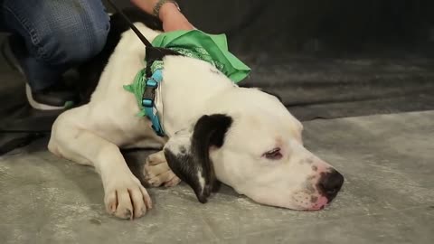 🐾💕 "I Like Big Mutts" Adopt a Shelter Dog Month Music Video | FunFM
