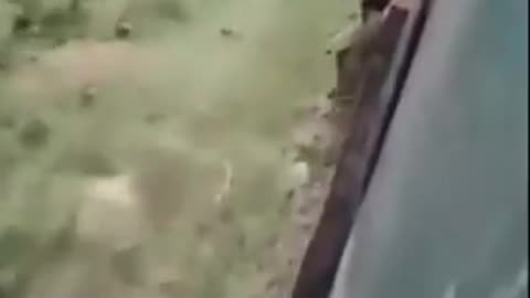 pajeets are as dumb as niggers