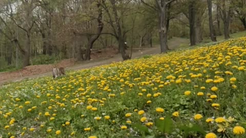 a beautiful day for a walk - hello everyone