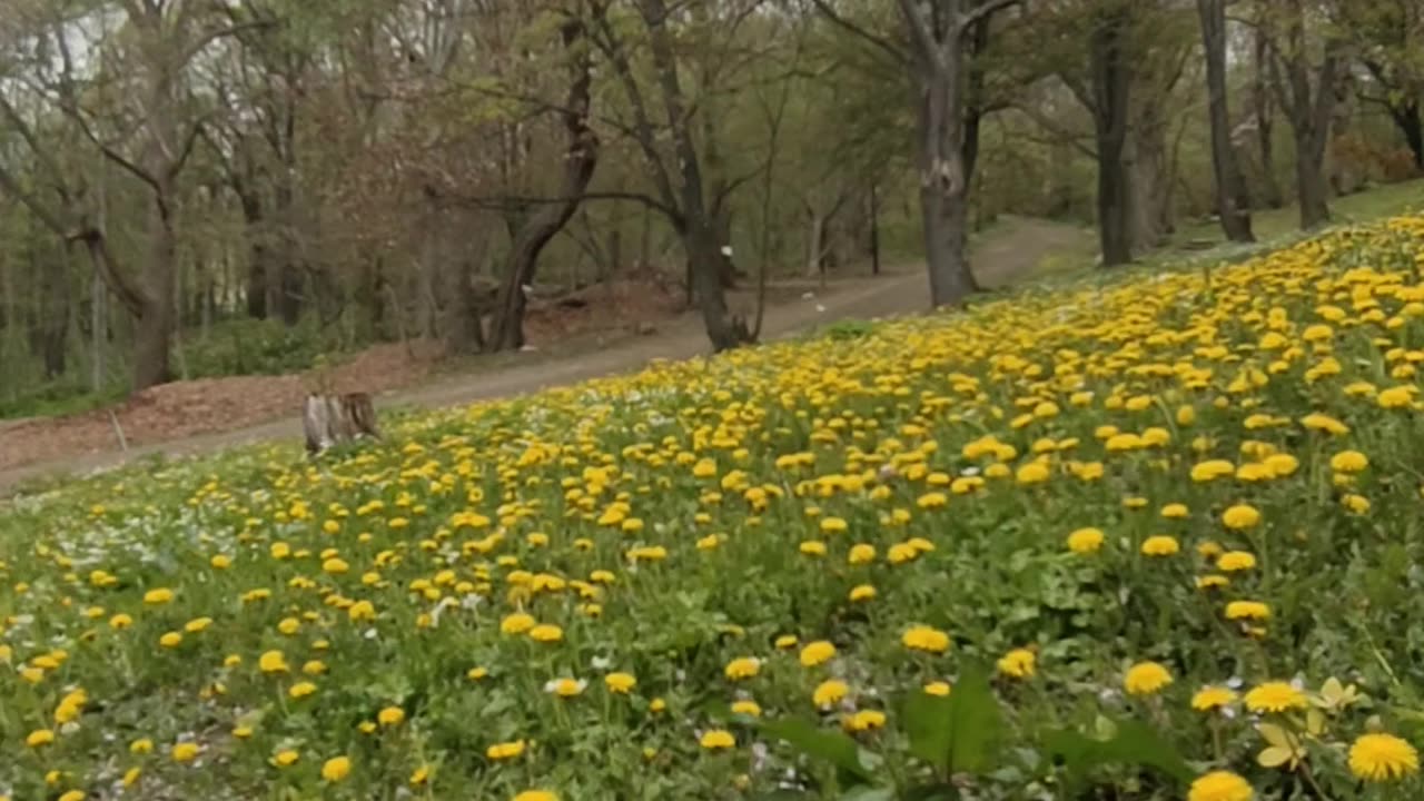 a beautiful day for a walk - hello everyone